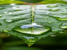 雨后的叶子，比花还好看