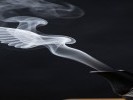 烧水壶嘴冒出的第一缕白烟，像一只翅膀