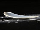 拍指甲刀剪下的碎屑，用“微距+黑背景”