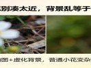 拍花别凑太近，背景乱等于白拍