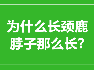 为什么长颈鹿的脖子那么长_长颈鹿脖子最长几米？