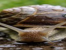 拍雨后蜗牛，蹲下来用“眼平视角”